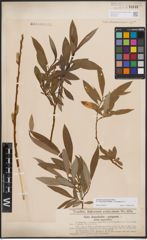 Foto von Salix dasyclados Wimm. x Salix purpurea L.